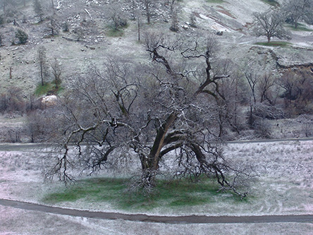 Tree in meadow in snow 2024